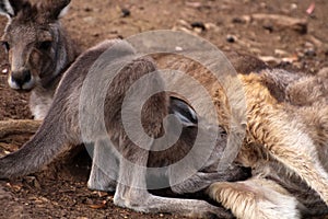 Kangaroo cub suckling, Tasmania, Australia