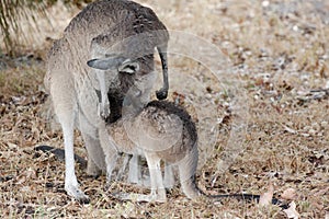 Kangaroo cuddling suckling joey, West Australia