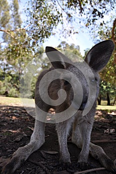 Kangaroo