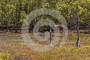 A Kangaroo darts through the undergrowth in Coombabah Lake Reserve, Queensland photo
