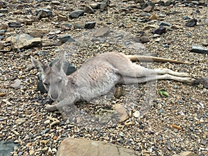 Kangaroo on Daydream Island