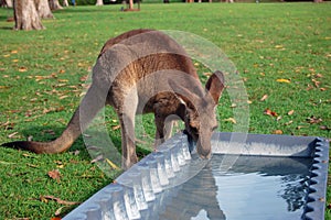 Kangaroo drinking water