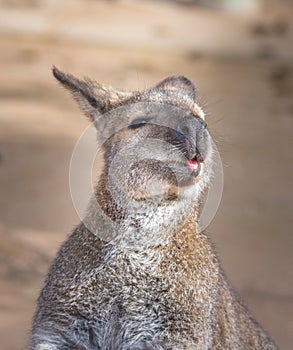 Kangaroo eating fruit