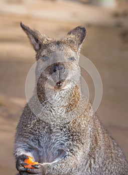 Kangaroo eating fruit