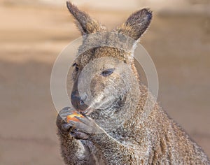 Kangaroo eating fruit
