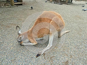 a kangaroo is eating a fruit on the floor