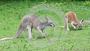 Kangaroo eats grass. Animals graze in the meadow.