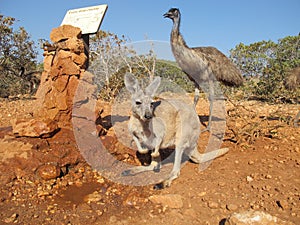Kangaroo and Emus, australia