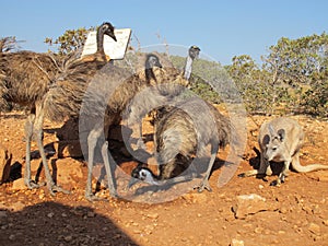 Kangaroo and Emus, australia
