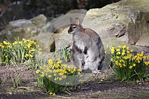 Kangaroo enjoying sun resting among yellow narcissus