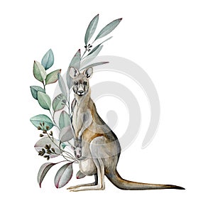 Kangaroo with eucalyptus leaves watercolor image. Australia animal with floral decoration. Beautiful wildlife decor