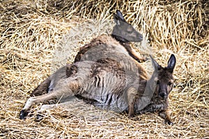 Kangaroo Famiily on Kangaroo Island, South Australia