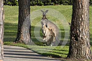 Kangaroo family