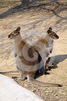Kangaroo family