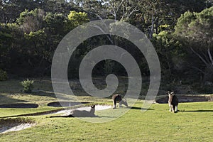 Kangaroo family, Australia