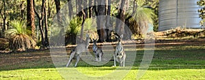 Kangaroo Family in Backyard