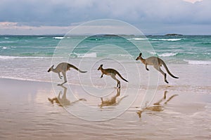 Kangaroo family on the beach