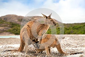 Kangaroo family at Lucky Bay in the Cape Le Grand National Park near Esperance