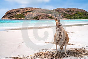 Kangaroo family in Lucky bay