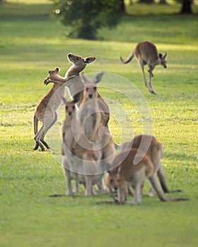 Kangaroo Family Mob On Golf Course