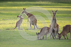 Kangaroo Family with mom and joey
