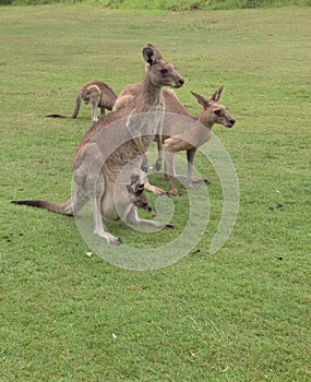 Kangaroo Famous Australian Animal