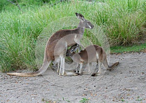 Kangaroo feeding hungry baby joey from pouch in Australia