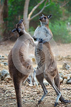 Kangaroo Fight