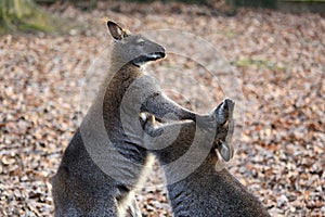 Kangaroo fight