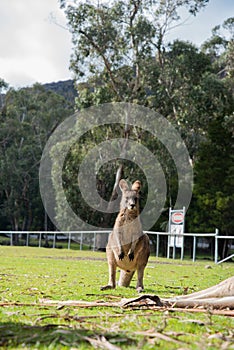 Kangaroo at the football field, Halls Gap, Victoria, Australia