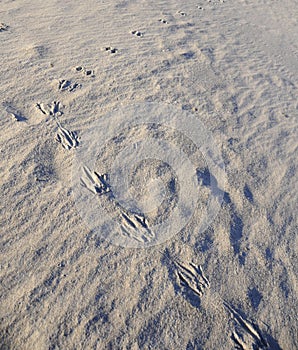 Kangaroo footprints, Wineglass Bay