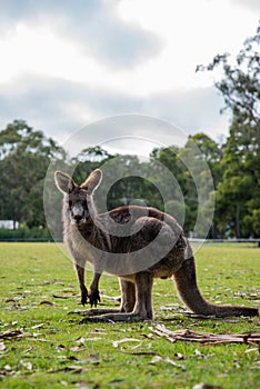Kangaroo at the footy field, Halls Gap, Victoria, Australia