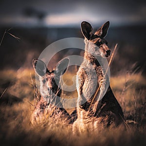 Kangaroo friends in Australia