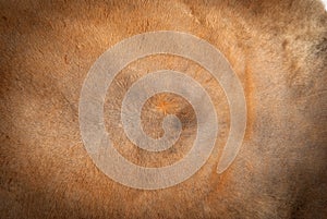 Kangaroo fur texture background