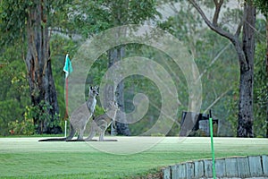 Kangaroo on a golf course in Australia
