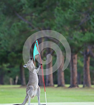 Kangaroo on a golf course in Australia
