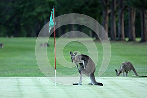 Kangaroo on a golf course in Australia