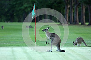 Kangaroo on a golf course in Australia