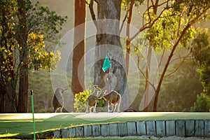 Kangaroo on a golf course in Australia
