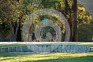 Kangaroo on a golf course in Australia