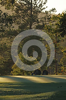 Kangaroo on a golf course in Australia