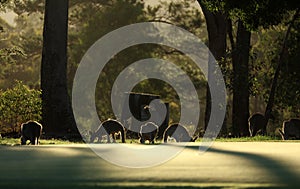 Kangaroo on a golf course in Australia