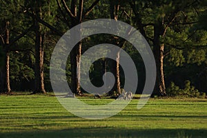 Kangaroo on a golf course in Australia