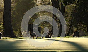 Kangaroo on a golf course in Australia