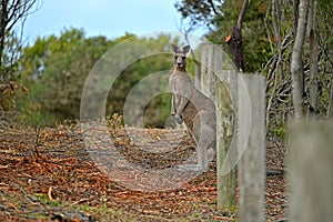 Kangaroo on a golf course