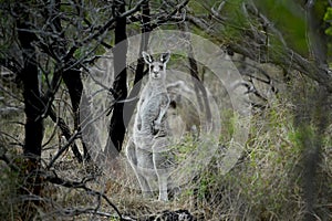 Kangaroo on a golf course