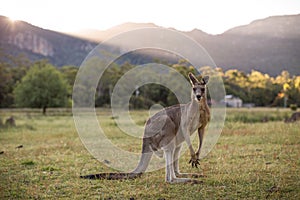 Kangaroo, Grampians, Victoria, Australia