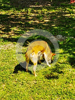 kangaroo in the grass , image taken in Marostica, Vicenza, Italy