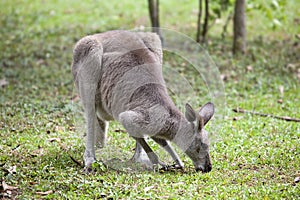 Kangaroo Grazing