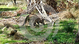 A kangaroo is grazing quietly in a forest during a summer afternoon.